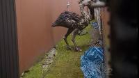 Click to watch 'Angry Birds' (popup) Primeval New World
